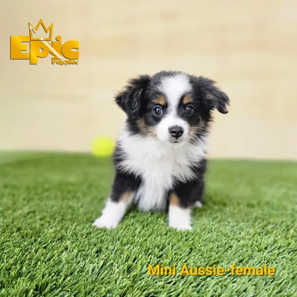 Toy Aussie Black and Tan female - Image 3