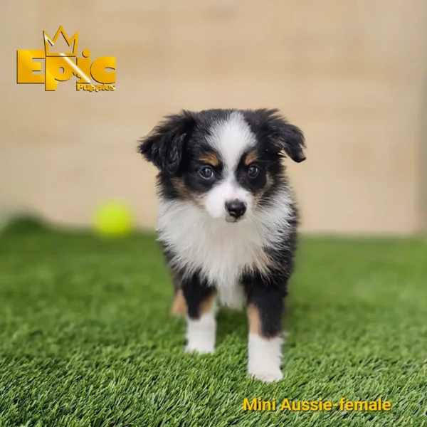 Toy Aussie Black and Tan female - Image 2