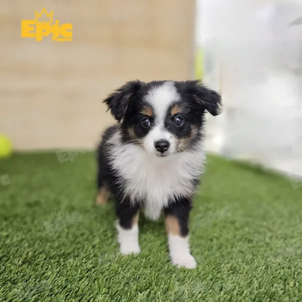 Toy Aussie Black and Tan female