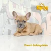 French Bulldog Fawn male - Image 2