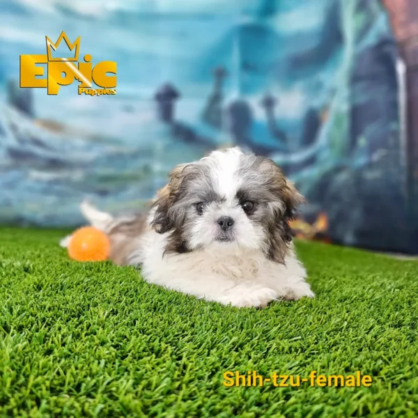 Shih Tzu Gold, white and tri parti female - Image 2