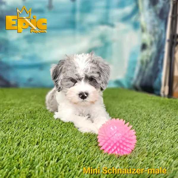 Mini Schnauzer Blue Merle male - Image 3