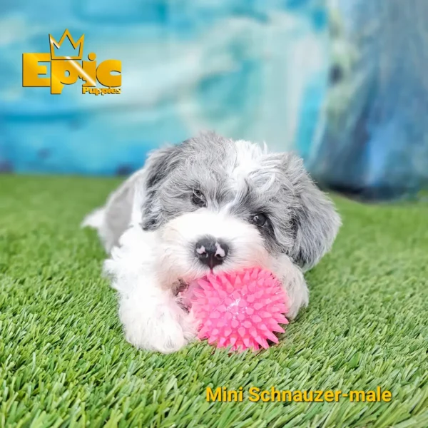 Mini Schnauzer Blue Merle male