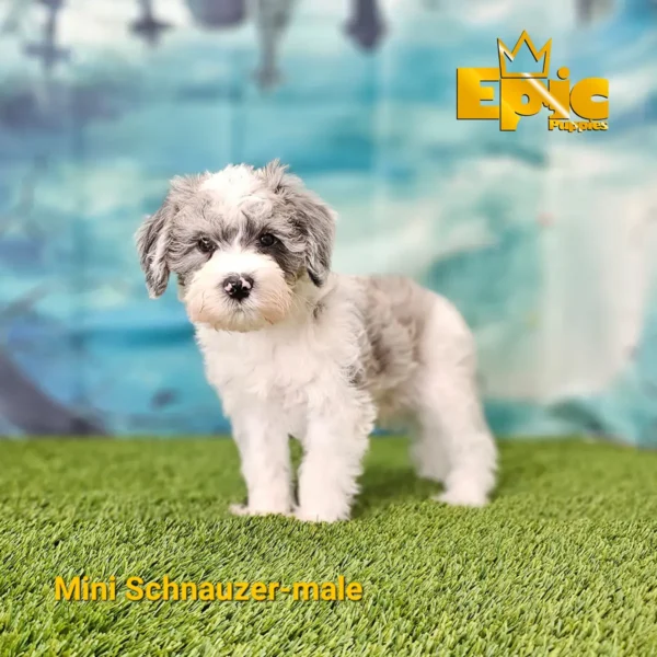 Mini Schnauzer Blue Merle male - Image 4