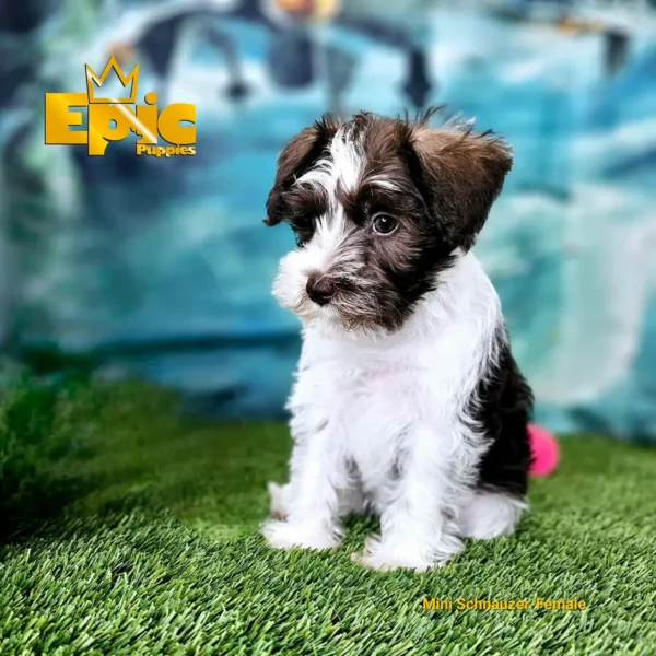 Mini Schnauzer Chocolate and White female