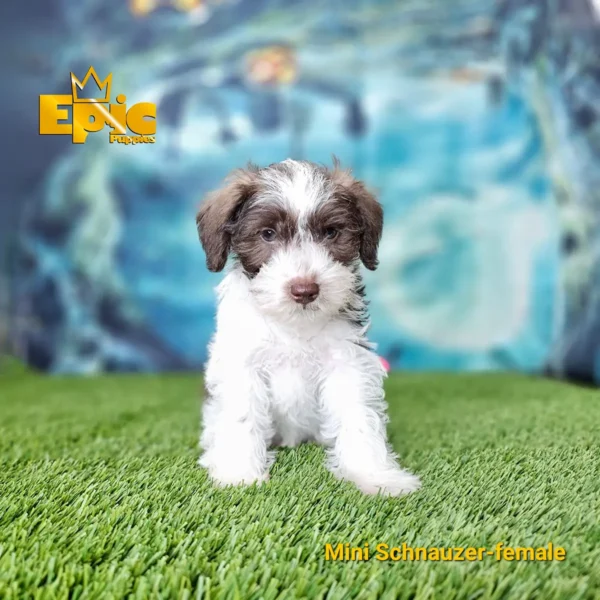 Mini Schnauzer Chocolate and White female - Image 2