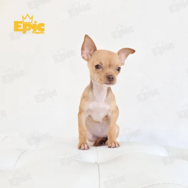 Chihuaha Fawn Female
