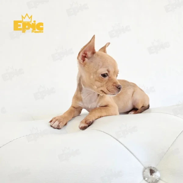 Chihuaha Fawn Female - Image 2