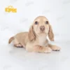 Dachshund Cream Female - Image 2