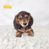 Dachshund Blue Dapple Tan Female