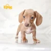 Dachshund Cream & White Female - Image 3