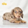 Dachshund Chocolate Dapple Female - Image 2