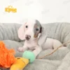 Dachshund Double Dapple Female
