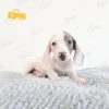 Dachshund Double Dapple Female - Image 2