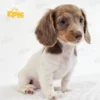 Dachshund Isabella Dapple Female