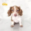 Dachshund Red White Piebald Female - Image 2