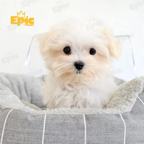 Maltese White Female