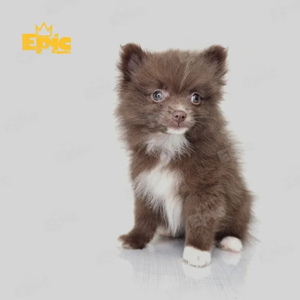 Pomeranian Chocolate & White Female