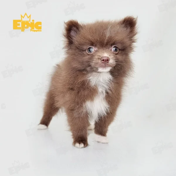Pomeranian Chocolate & White Female - Image 3