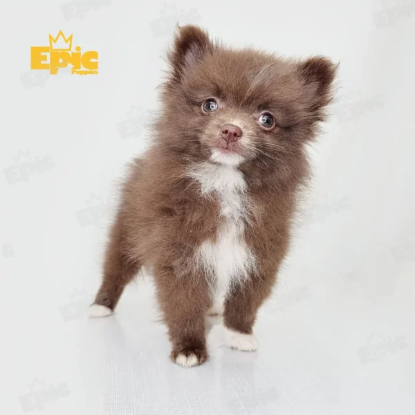 Pomeranian Chocolate & White Female - Image 2