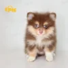 Pomeranian Chocolate Parti Male - Image 3