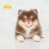 Pomeranian Chocolate Parti Male