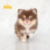Pomeranian Chocolate Parti Male - Image 2