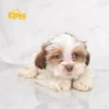 Shihpoo Chocolate & White Female