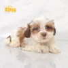 Shihpoo Chocolate & White Female - Image 2