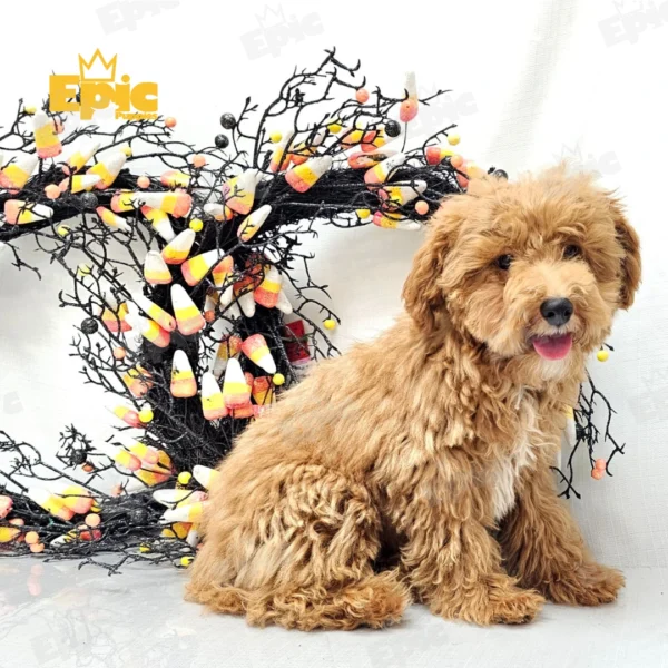 Toy Poodle Red