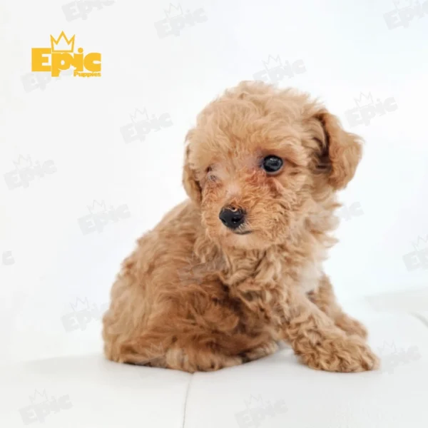 Toy Poodle Red - Image 3