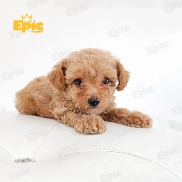 Toy Poodle Red - Image 2