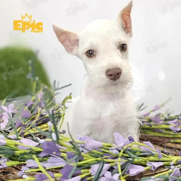 Mini Schnauzer White Male