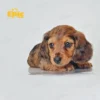 Dachshund Red Dapple Female