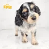 Dachshund Black Dapple & tan Male