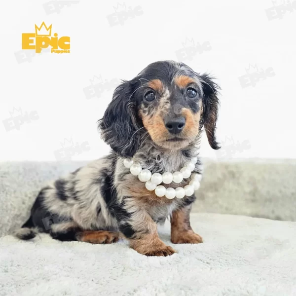 Dachshund Black & Tan Dapple Female