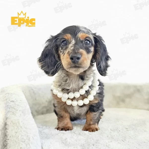 Dachshund Black & Tan Dapple Female - Image 3