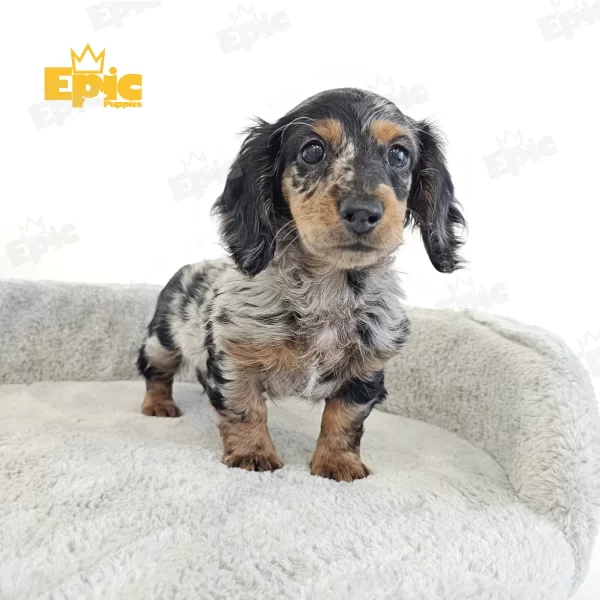 Dachshund Black & Tan Dapple Female - Image 2