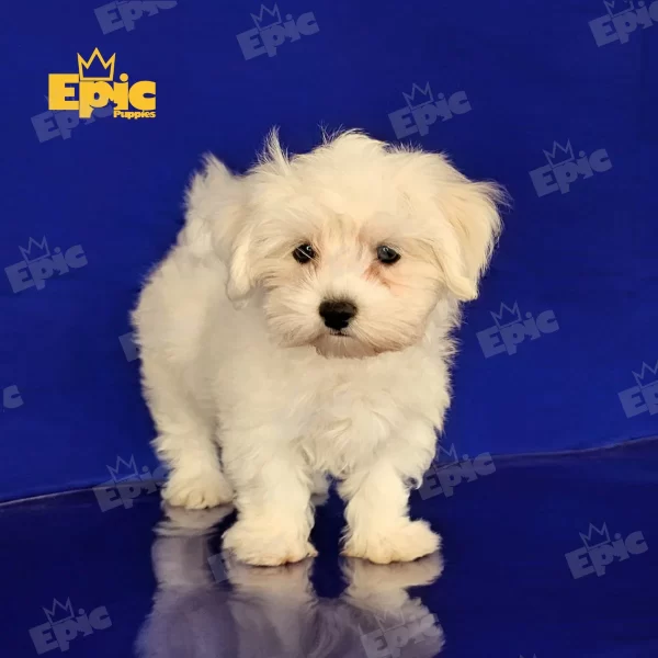 Maltese White Female - Image 2