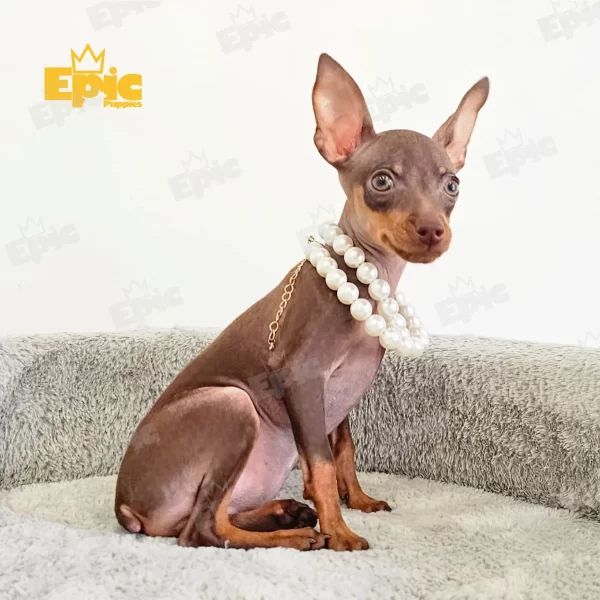 Mini Pinscher Chocolate & Tan Female