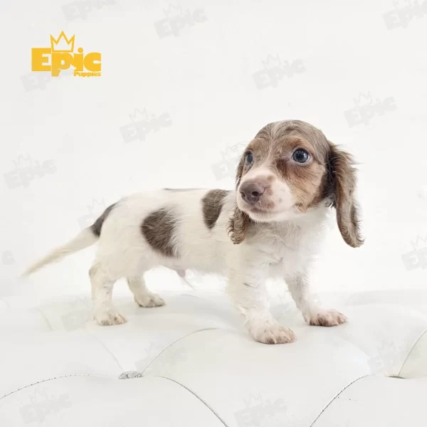 Dachshund Isabella Male - Image 3