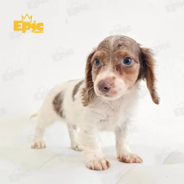 Dachshund Isabella Male