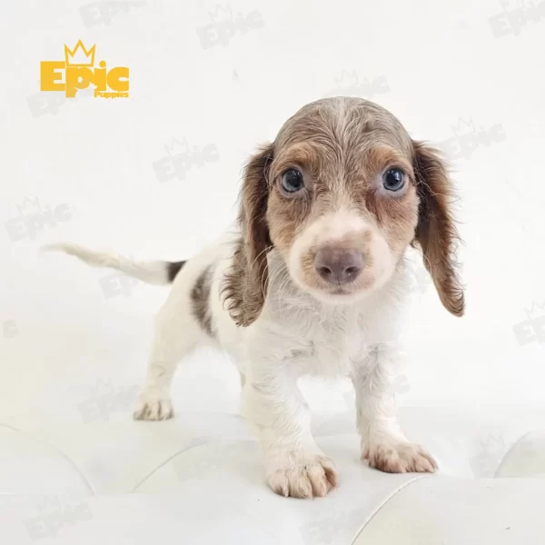 Dachshund Isabella Male - Image 2