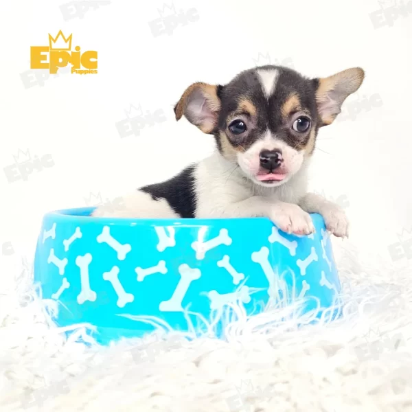 Chihuahua White & Black Female