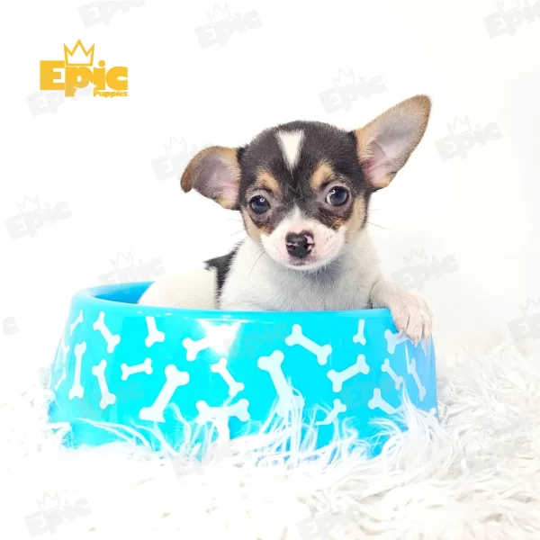 Chihuahua White & Black Female - Image 3