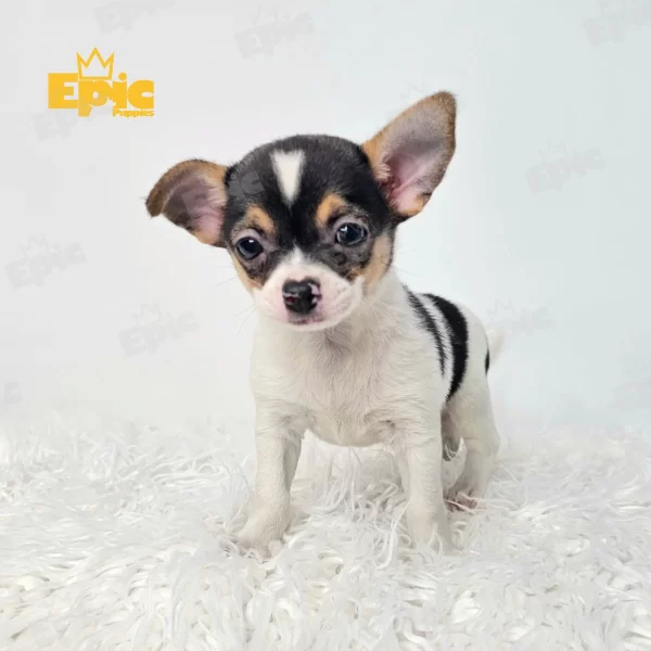 Chihuahua White & Black Female - Image 2