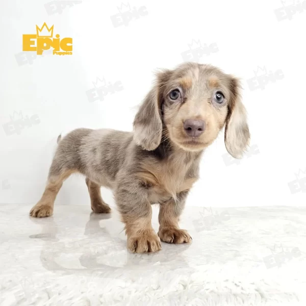 Dachshund Chocolate Dapple Female
