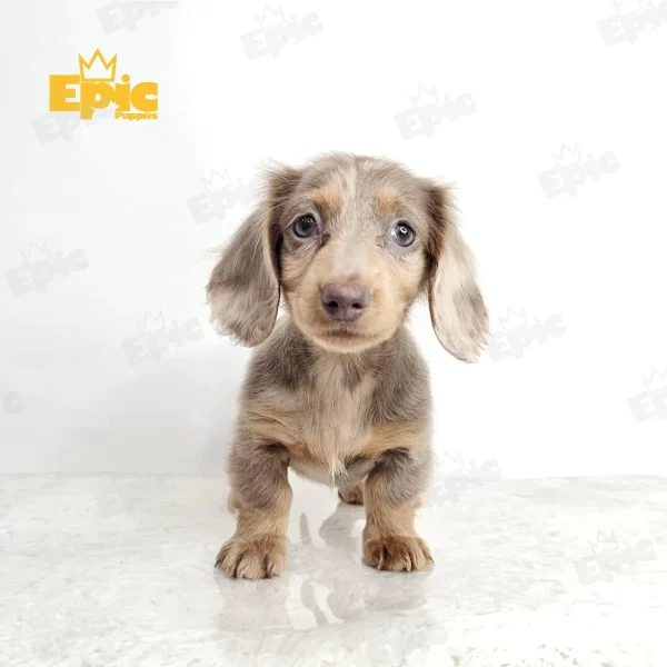 Dachshund Chocolate Dapple Female - Image 3