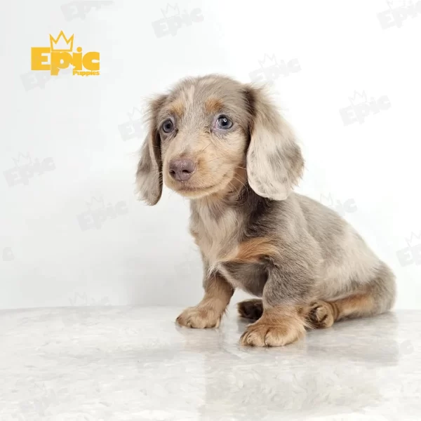 Dachshund Chocolate Dapple Female - Image 2