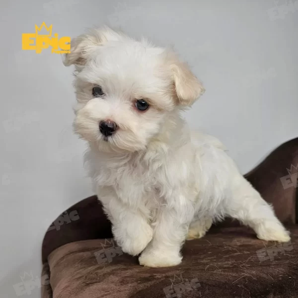Maltese White Female